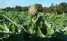 Carciofi di Sicilia