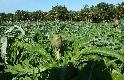 Carciofi di Sicilia