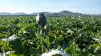 Carciofi di Sicilia