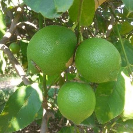 Limoni