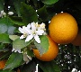 Naveline, arance di qualità polpa bianca