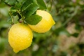 Limoni