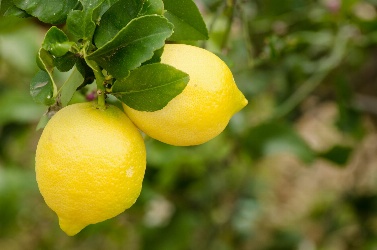 Limoni di Sicilia