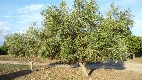 Olio extravergine di oliva