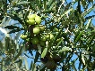 Olio extravergine di oliva