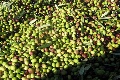 Olio extravergine di oliva